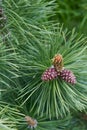 Pine tree new sprout with cone macro close up Royalty Free Stock Photo