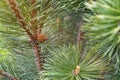 Pine tree new sprout with cone macro close up sunlight Royalty Free Stock Photo