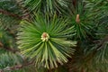 Pine tree new sprout with cone macro close up Royalty Free Stock Photo