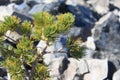 Pine Tree and Obsidian Royalty Free Stock Photo