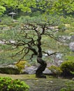 Pine tree at Ohori Park Japanese Garden in Fukuoka city, Japan Royalty Free Stock Photo