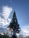 Pine tree with photo angle from below with blue sky background Royalty Free Stock Photo