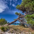 Pine tree at Pinarello beach