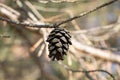 Pine tree with pine cones in the early spring. Pine cone with branch. Cone on pine branches