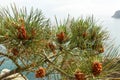Pine tree with pine cones on the sea background Royalty Free Stock Photo