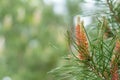 Pine tree with pine cones in the spring forest Royalty Free Stock Photo