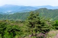 Pine Tree and Pink royal azalea flower or cheoljjuk grow around the hillside in Hwangmaesan Country Park Royalty Free Stock Photo