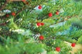 Pine tree, plant, green and red, nature Royalty Free Stock Photo