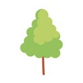 Pine tree plant isolated icon Royalty Free Stock Photo