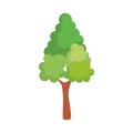 Pine tree plant isolated icon Royalty Free Stock Photo