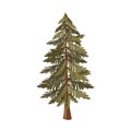 Pine tree plant nature icon Royalty Free Stock Photo