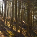 Pine Tree Plantation - Wales - United Kingdom Royalty Free Stock Photo