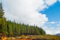 Pine tree plantation, Western Cape Province, South Africa