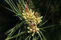 Pine tree pollen pods