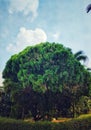 Pine tree potrait with sunlight, blue sky and clouds in background Royalty Free Stock Photo