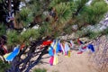 Pine Tree with Prayer Ties fastened to it Royalty Free Stock Photo