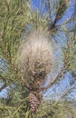 Pine tree with processionary tent