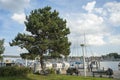 Pine tree at the promenade of Trave river in TravemÃÂ¼nde