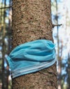 A pine tree protected by a discarded covid facemask, providing an ironic view of the coronavirus pandemic
