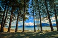 Pine tree in public park lake wanaka south land new zealand