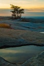 Pine tree and puddle on Stone Mountain, USA Royalty Free Stock Photo