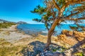 Pine tree in Punta Moros coast