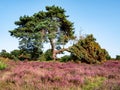 Pine tree and purple heather in nature reserve Zuiderheide heathland, Het Gooi, Netherlands