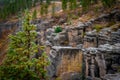 A pine tree in the rain in the mountains in Yellowstone National Park Royalty Free Stock Photo