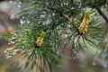 Pine tree with raindrops. Bokeh