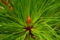 Pine tree in Ramkhamhaeng National Park