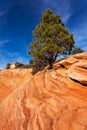 Pine Tree On Red Rocks Royalty Free Stock Photo