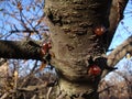 Pine tree resin drop like yellow amber on dark burnt bark