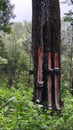 Pine Tree Resin Tapping Process in Natural Forest with Traditional Method Showing Sustainable Forestry Practices Royalty Free Stock Photo