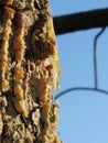 Pine tree resin on the trunk. The drops of resin flow down on the bark Royalty Free Stock Photo