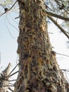 Pine tree resin on the trunk. The drops of resin flow down on the bark Royalty Free Stock Photo