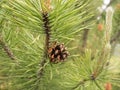 Pine tree ripe cone on green branch