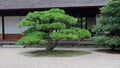 Pine tree in Ritsurin Koen Garden Takamatsu Japan Royalty Free Stock Photo