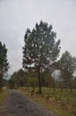 Pine Tree Road Side in Forest of Himachal Pradesh India Royalty Free Stock Photo