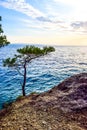 Pine tree on a rock Royalty Free Stock Photo