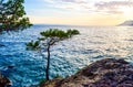 Pine tree on a rock Royalty Free Stock Photo