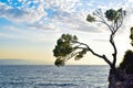 Pine tree on a rock Royalty Free Stock Photo
