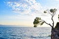 Pine tree on a rock Royalty Free Stock Photo