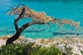 Pine tree on a rock over crystal clear turquoise water, Cape Amarandos at Skopelos island Royalty Free Stock Photo