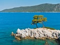 Pine tree on a rock over crystal clear turquoise water, Cape Amarandos at Skopelos island Royalty Free Stock Photo