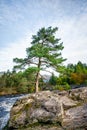 Pine Tree on a Rock Royalty Free Stock Photo
