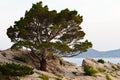 Pine Tree on the Rocky Beach in Brela Royalty Free Stock Photo