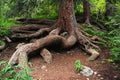 Pine tree root