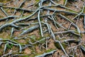 Pine tree roots. Abstract botanical background Royalty Free Stock Photo