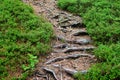 Pine tree roots on a pathway in the forest Royalty Free Stock Photo