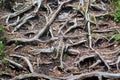 Pine tree roots on stone. Abstract botanical background